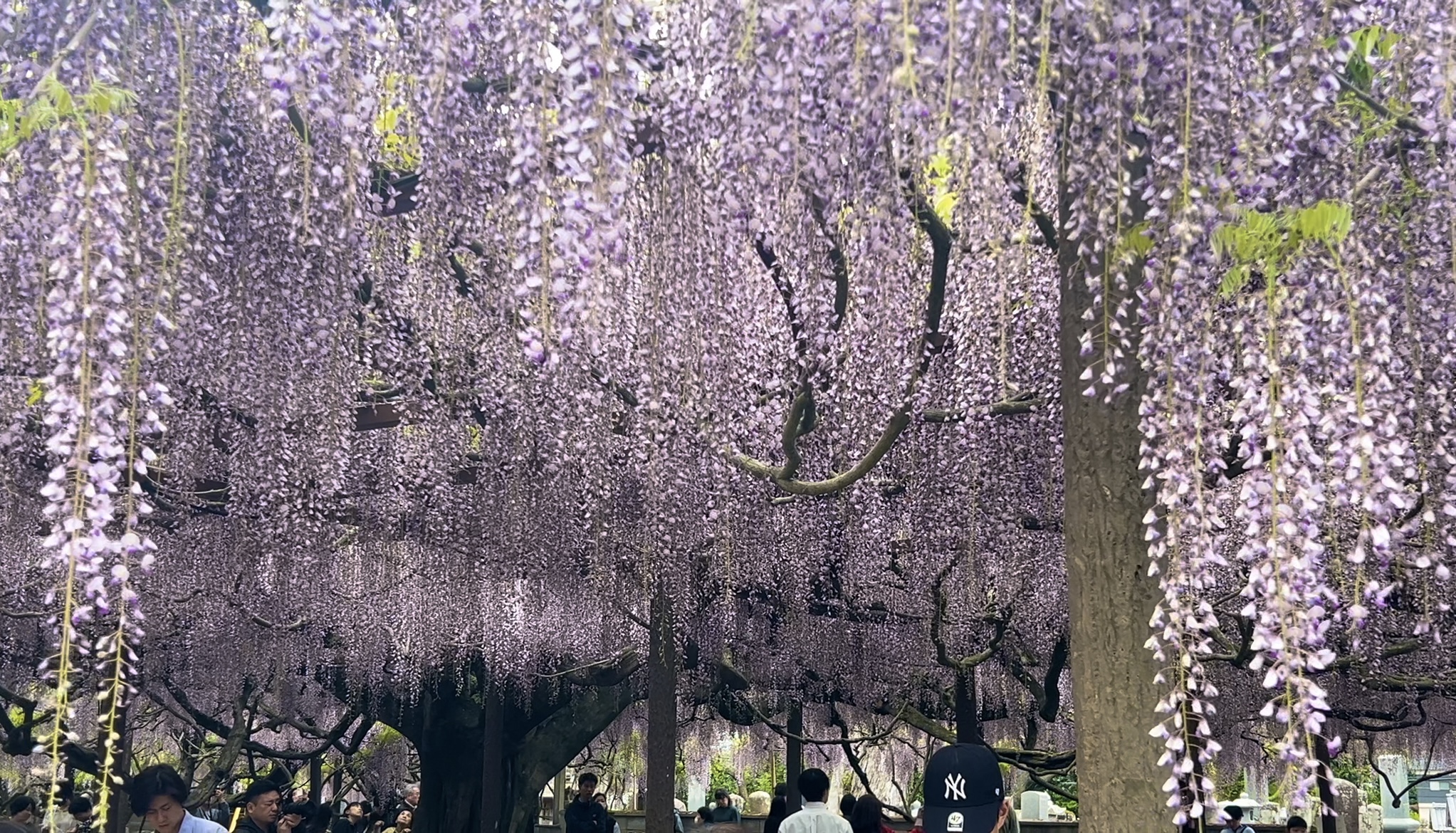 瑠奈《るな》