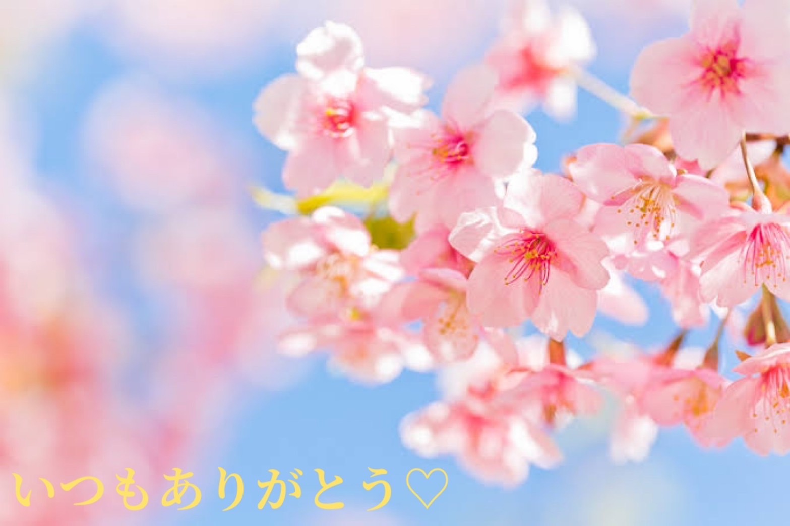 蒼《あおい》